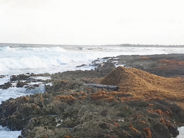 Animación sargazo arribando a litoral