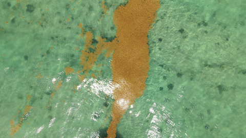 Animación sargazo y ave