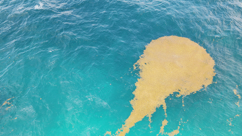 Animación de sargazo flotante