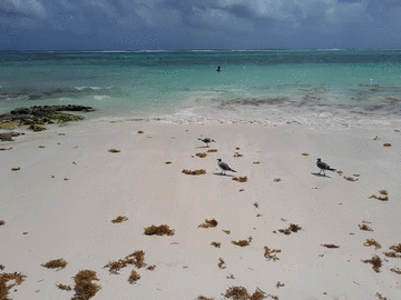 Animación sargazo y aves