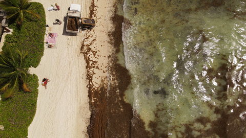 Animación recolección de sargazo