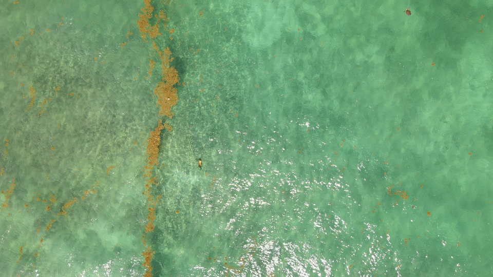 Animación sargazo y tortugas